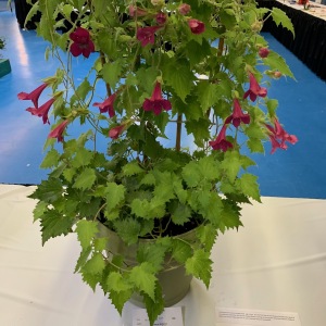 2019-ENV-Plant