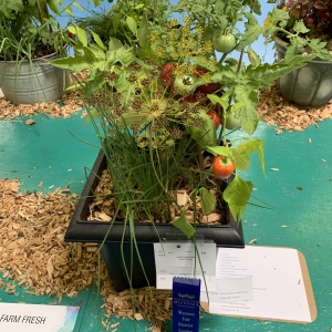 2019-ENV-salsa-garden-