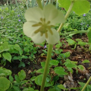 Canada-Mayapple