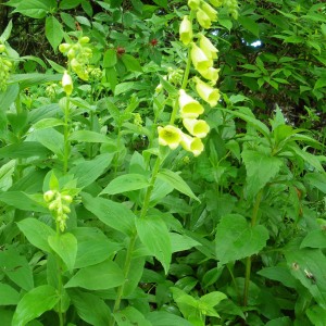 Digitalis-lutea-2