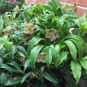 Helleborus