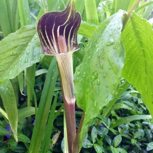 Jack-in-the-Pulpit1