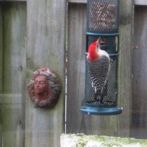 Red-Bellied-Woodpecker