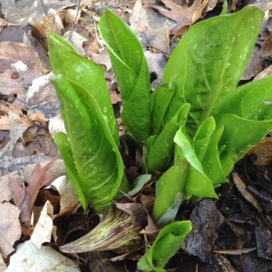 skunk-cabbage-woodland-spring