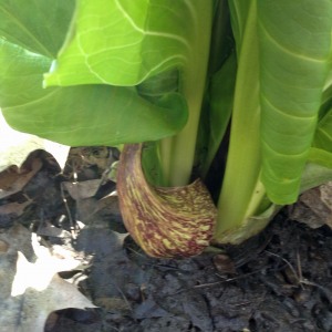 skunk-cabbage2