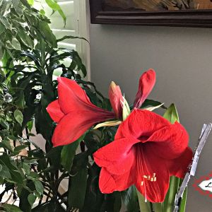 2020-12-PLANT.3-WEB-Amaryllis-Linda-Farrell-1