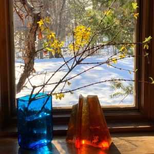 Forced blooms of forsythia branches