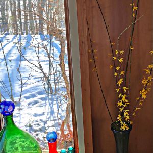 Forced blooms of forsythia branches