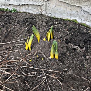 2021-03-Spring-Garden-Daffodils