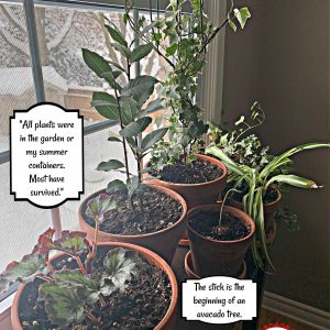 2020-01-PLANTS.18-GCL-A-COLLECTION-Brenda-Symns