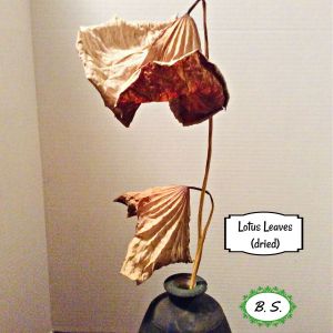 2021-01-DRIED-PLANTS.1-GCL-LOTUS-LEAVES-Brenda-Symns-2