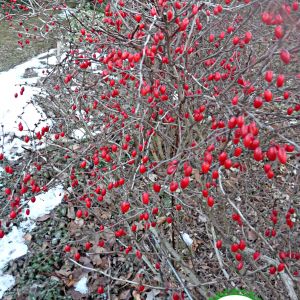 2021-01-DRIED-PLANTS.1-GCL-barberry-IC