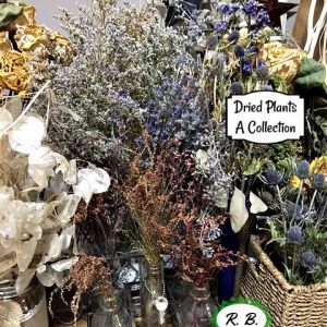 2021-01-DRIED-PLANTS.2d-A-COLLECTION-Roseanne-Baird-2