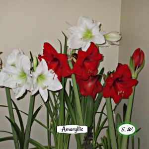 2021-01-PLANT.10-GCL-AMARYLLIS-Sandy-Wilson-2