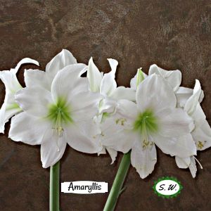 2021-01-PLANT.11-GCL-AMARYLLIS-Sandy-Wilson-2