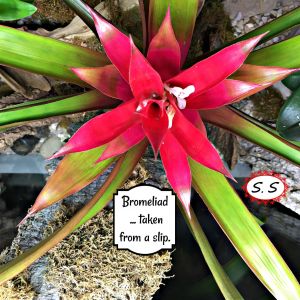 2021-01-PLANT.15-GCL-BROMELIAD-Shelley-Steel-2