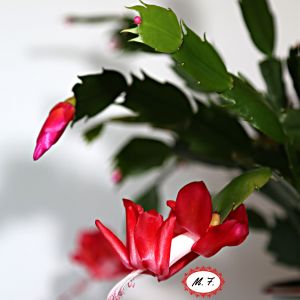 2021-01-PLANT.15-GCL-CHRISTMAS-CACTUS-Maria-Murillo-Furlonger-2-1