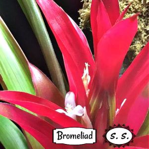 2021-01-PLANT.16-GCL-BROMELIAD-Shelley-Steel-2