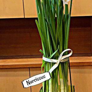 2021-01-PLANTS.12-GCL-NARCISSUS.1-Lynne-Schmidt-2-2