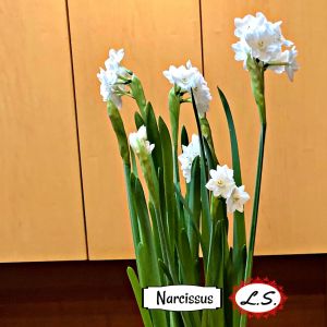 2021-01-PLANTS.12-GCL-NARCISSUS.2-Lynne-Schmidt-2