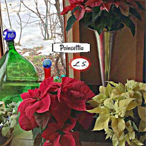 2021-01-PLANTS.13-GCL-POINSETTIA.2-Lynne-Schmidt-2