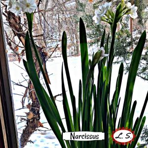 2021-01-PLANTS.14-GCL-NARCISSUS.2-Lynne-Schmidt-2