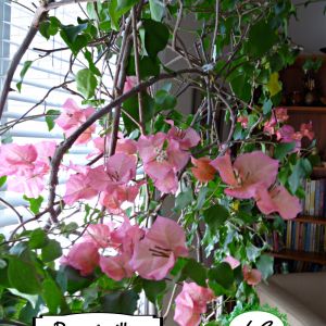 2021-01-PLANTS.5-GCL-BOUGAINVILLEA-Irina-Code-2