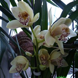 2021-01-PLANTS.6-GCL-ORCHID-Irina-Code