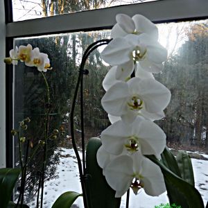 2021-01-PLANTS.7-GCL-ORCHID-Irina-Code