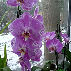 2021-01-PLANTS.8-GCL-ORCHID-Irina-Code