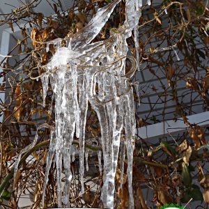 2021-01-WINTER-GARDEN.1-GCL-ICICLES-on-VINE-Irina-Code-2