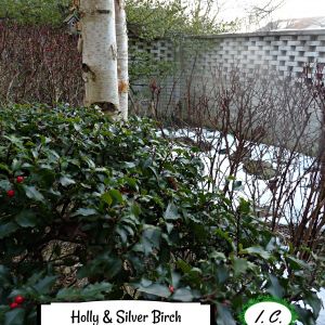 2021-01-WINTER-GARDEN.5-GCL-HOLLY-BIRCH-Irina-Code-2