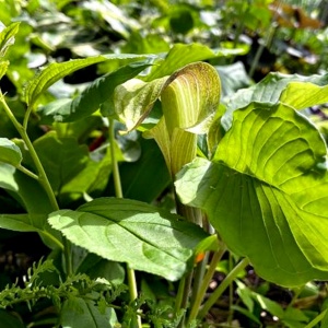 2021-06-SUM.GARDEN.10-JackPulpit-Cathy-E