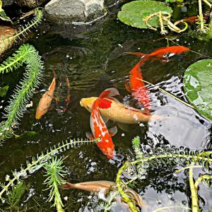 2021-06-SUM.GARDEN.13-Koi-fish-Brenda-S