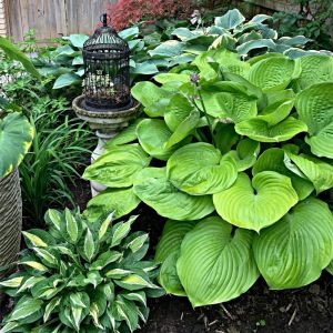 2021-06-SUM.GARDEN.14-Hosta-mix-Brenda-S.