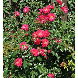 2021-08-SUM.GARDEN.16-Climbing-Rose-Annette-S