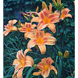 2021-08-SUM.GARDEN.17-Daylily-Annette-S