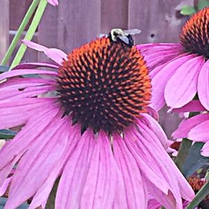 2021-08-SUM.GARDEN.18-Coneflower-Annette-S